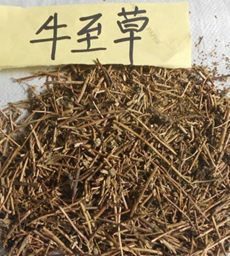 牛至，常年批发供应牛至草中药材