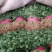 【香菜】大叶香菜，15-35公分，量大质优产地直发