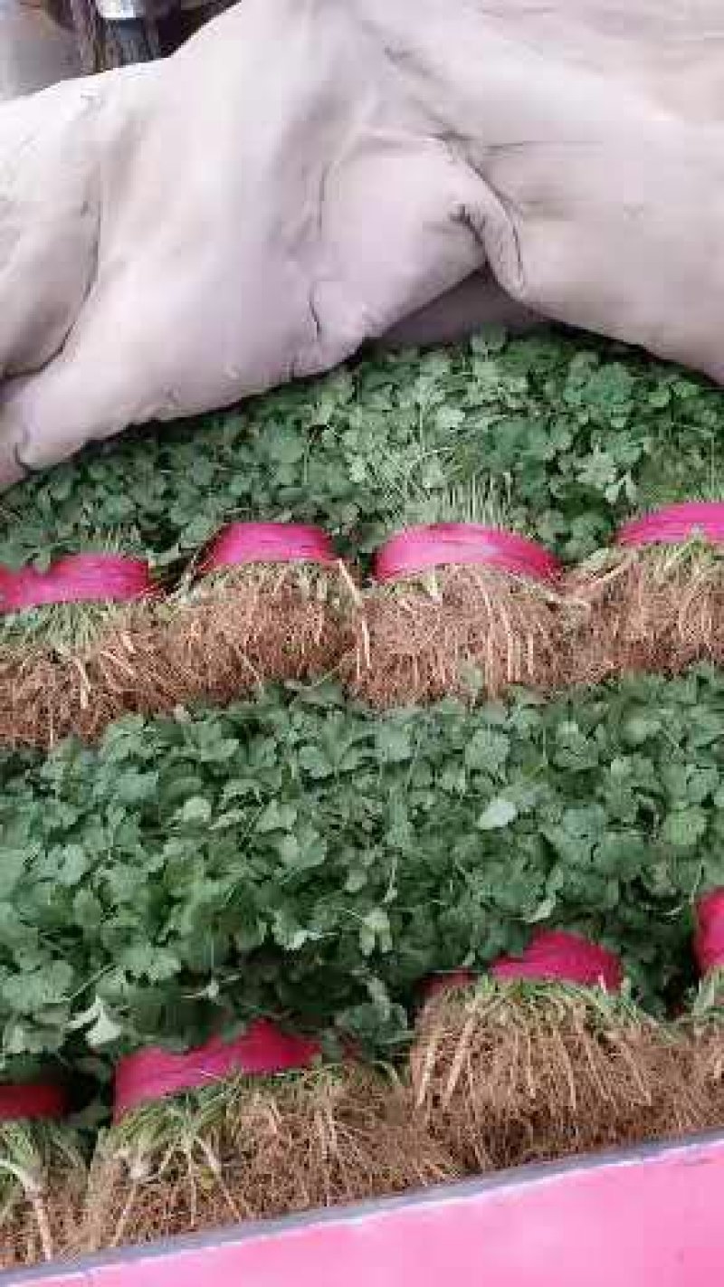 【香菜】大叶香菜，15-35公分，量大质优产地直发