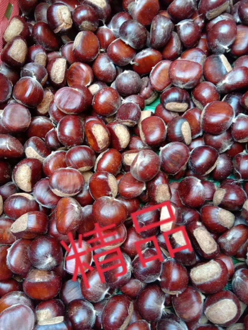 蒙阴县板栗香甜肉黄，产地直供，量大从优，诚信待客！