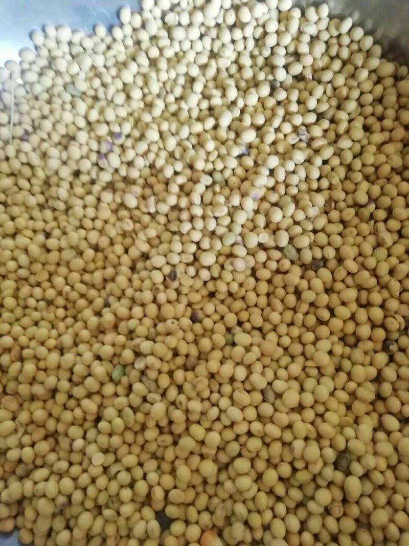 优质大豆，有需要的赶快了