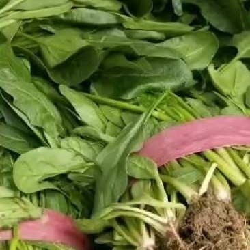 小叶菠菜