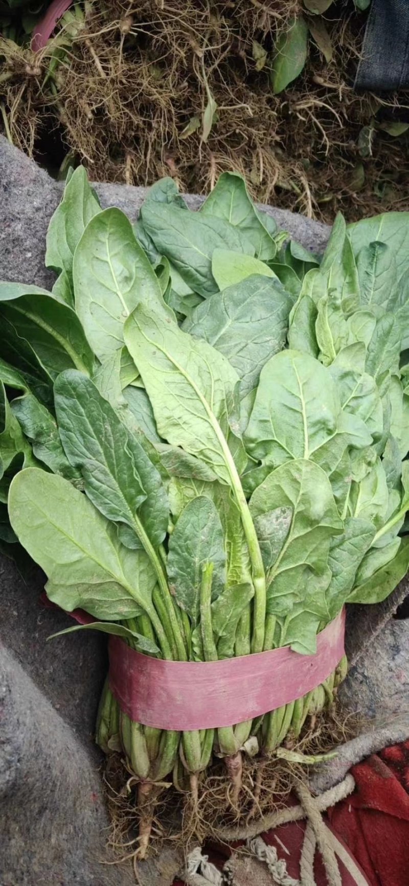 小叶菠菜