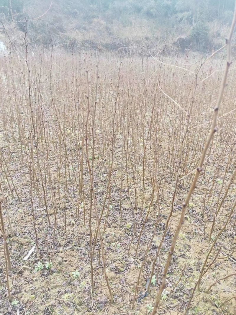 刺槐苗，荒山造林，成活率高，长势快保质保量，欢迎来电
