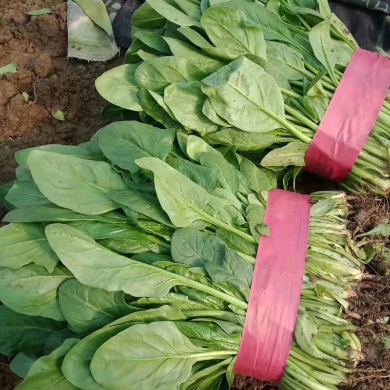 小叶菠菜（高杆菠菜）菌子叶35-45厘米