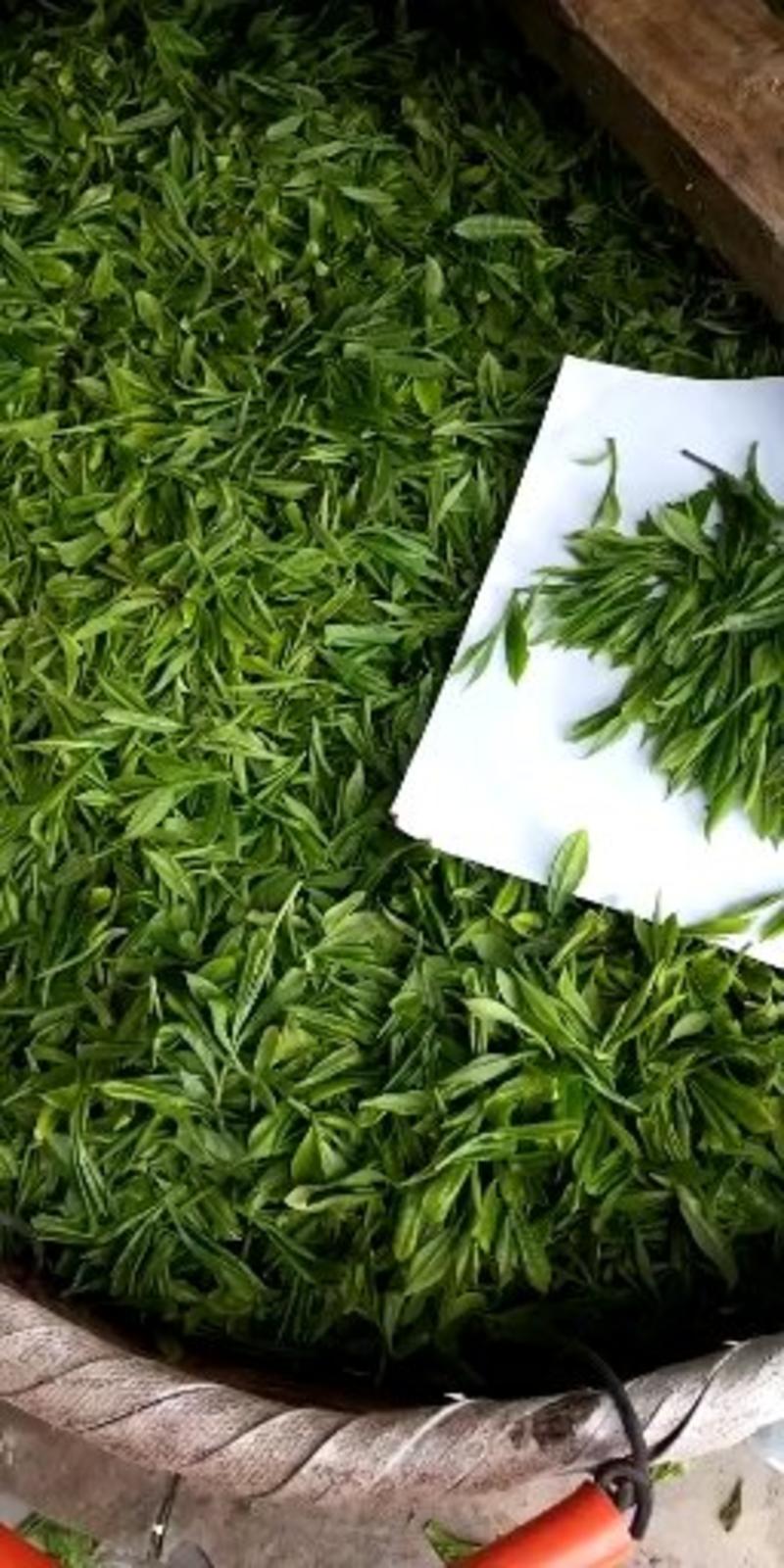 茶叶2024春茶绿茶芽头，毛尖茶，恩施硒香茶上市