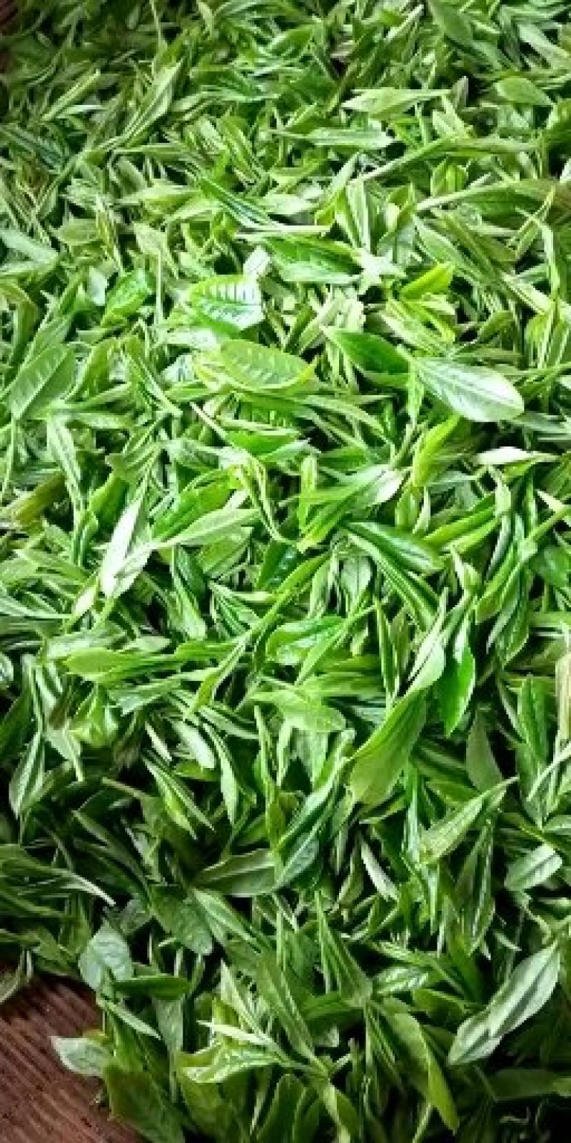 茶叶2024春茶绿茶芽头，毛尖茶，恩施硒香茶上市