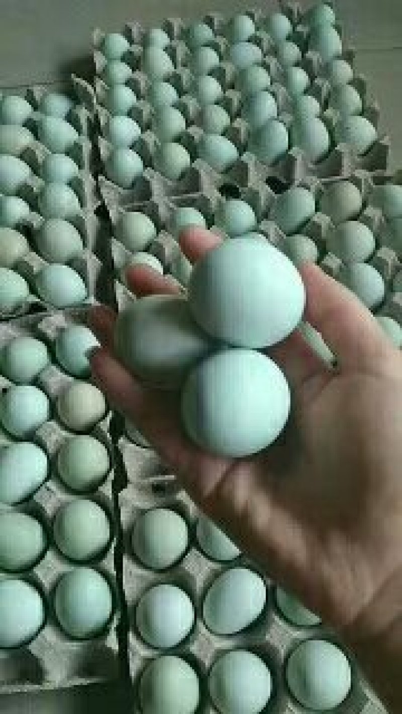 五黑土鸡苗五黑一绿土鸡苗黑凤乌骨土鸡苗