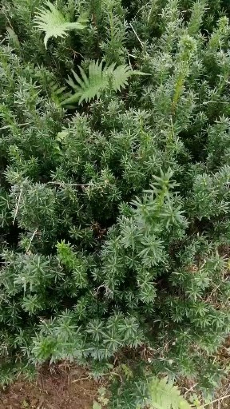 各种规格曼地亚红豆杉因建设占地便宜出售