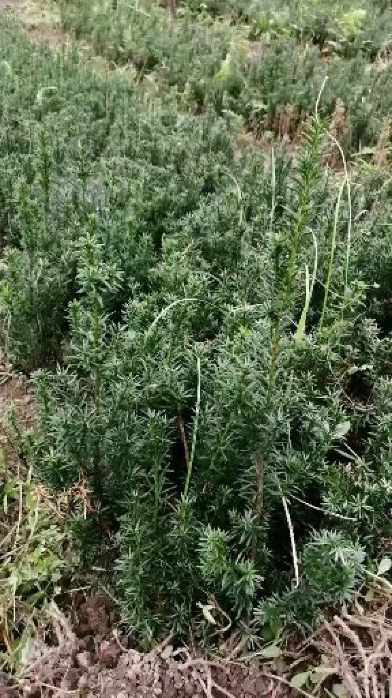 各种规格曼地亚红豆杉因建设占地便宜出售