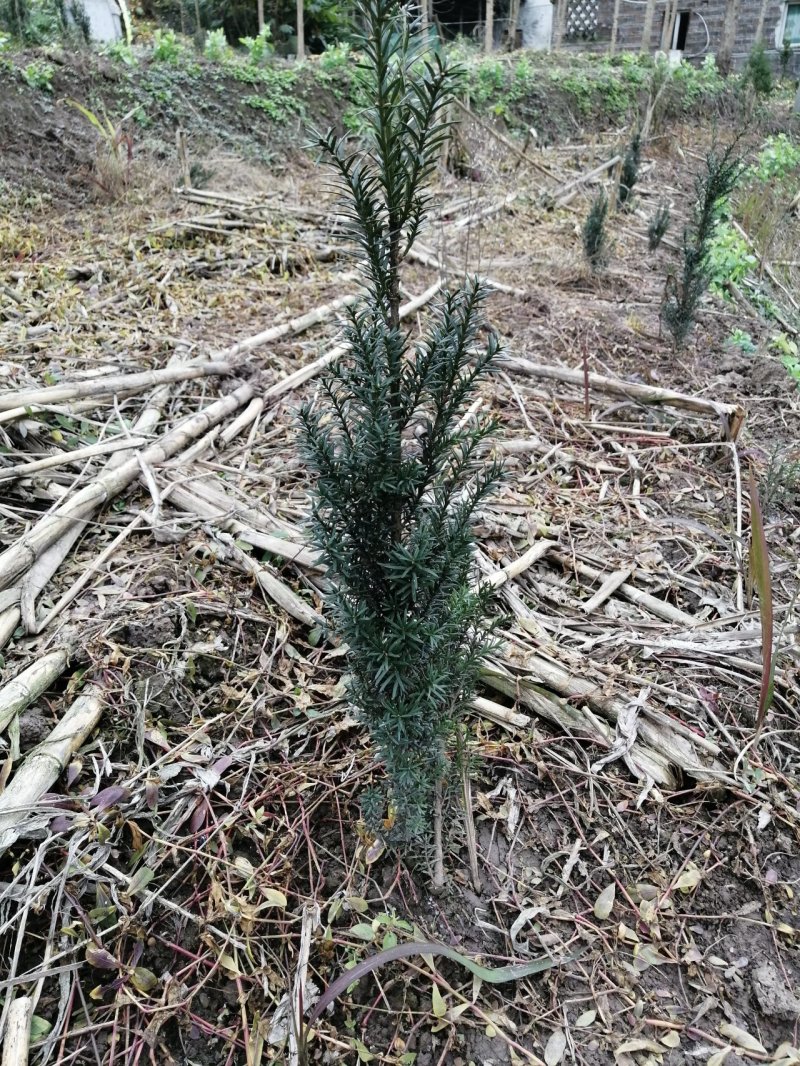各种规格曼地亚红豆杉因建设占地便宜出售