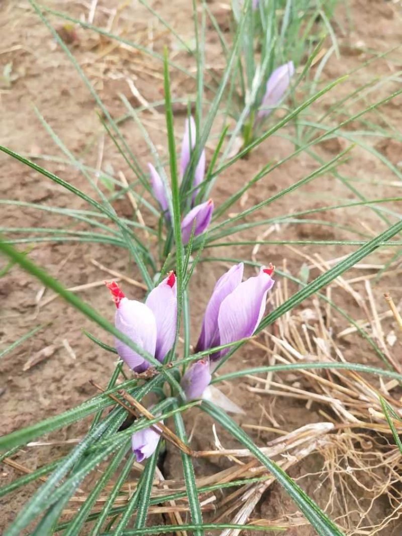 优质藏红花种球，基地直供，一手货源，质量有保章