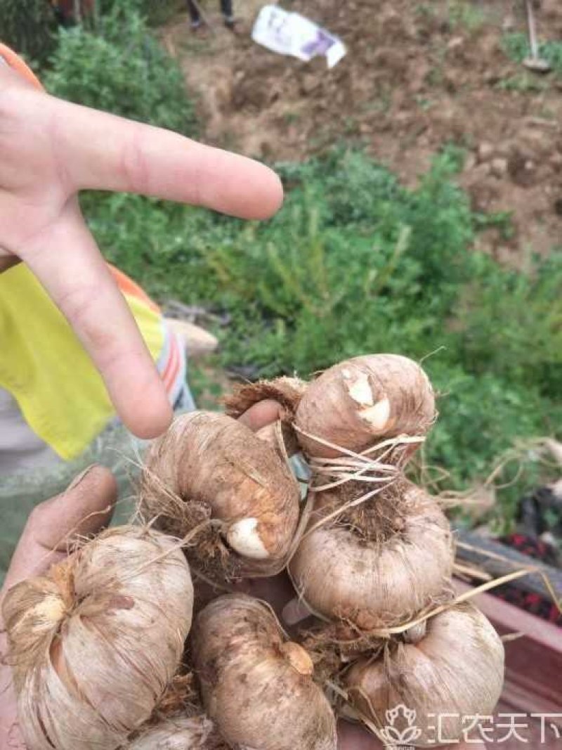 优质藏红花种球，基地直供，一手货源，质量有保章