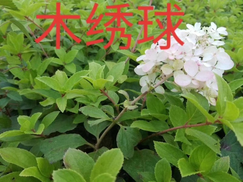 木绣球大花水亚木扦插苗热卖中全国快递邮寄