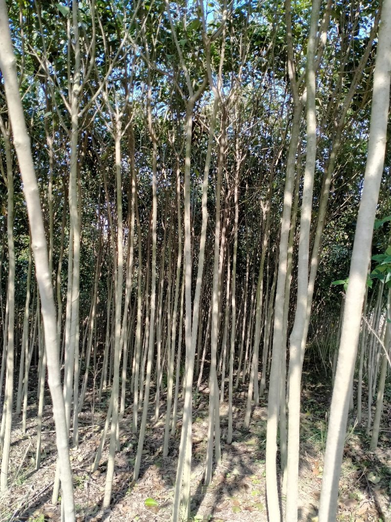 大叶女贞