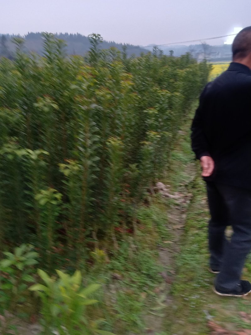 杨梅树需要的联系我黄