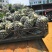 罐头菠萝（长年四季都是好货