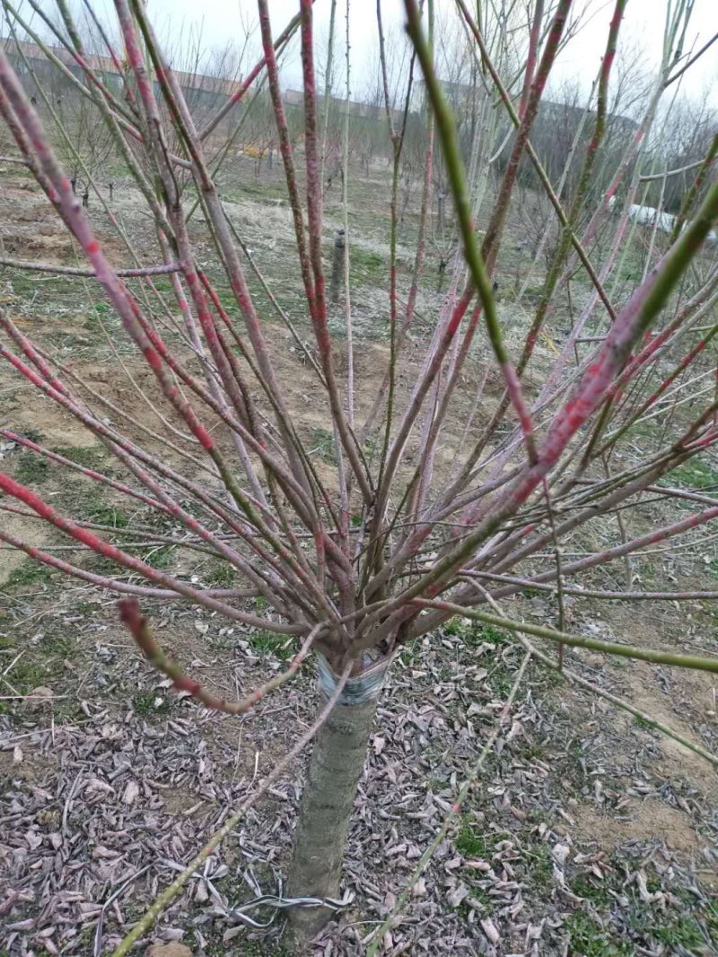 供应红梅，红梅小苗，红梅老桩，红梅盆景等绿化苗木