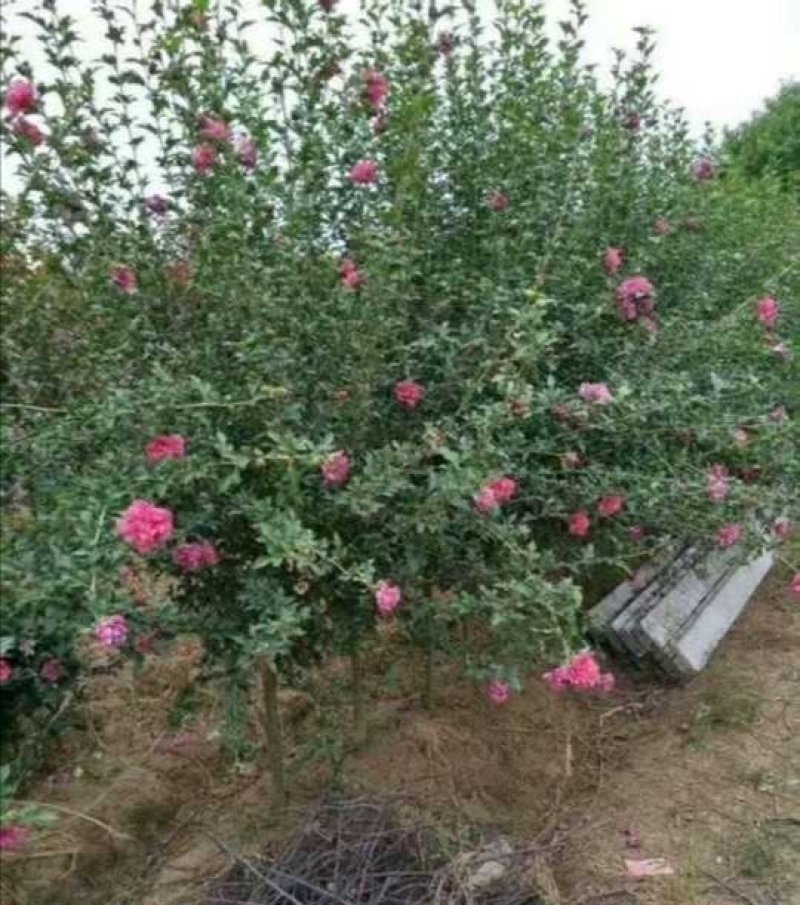 红花木槿树：根系发达质量有保证价格合理可以实地考察支持线
