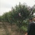 红花木槿树：根系发达质量有保证价格合理可以实地考察支持线