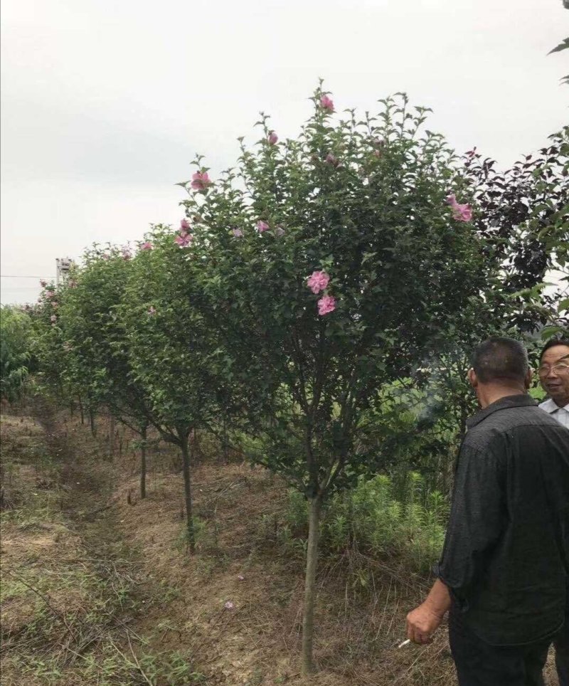 红花木槿树：根系发达质量有保证价格合理可以实地考察支持线