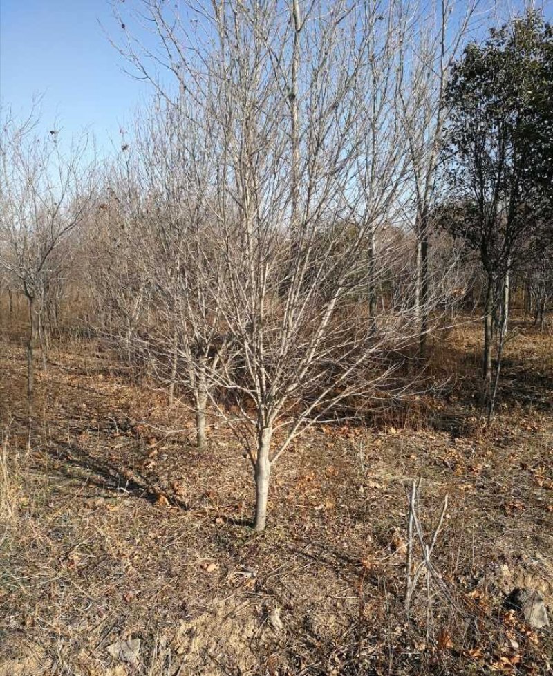 红花木槿树：根系发达质量有保证价格合理可以实地考察支持线