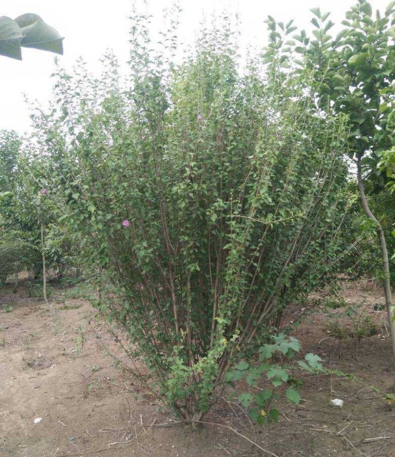 红花木槿树：根系发达质量有保证价格合理可以实地考察支持线