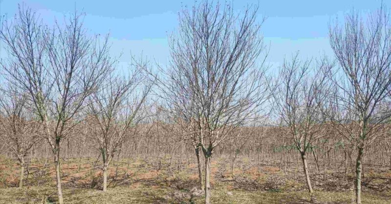 红花木槿树：根系发达质量有保证价格合理可以实地考察支持线