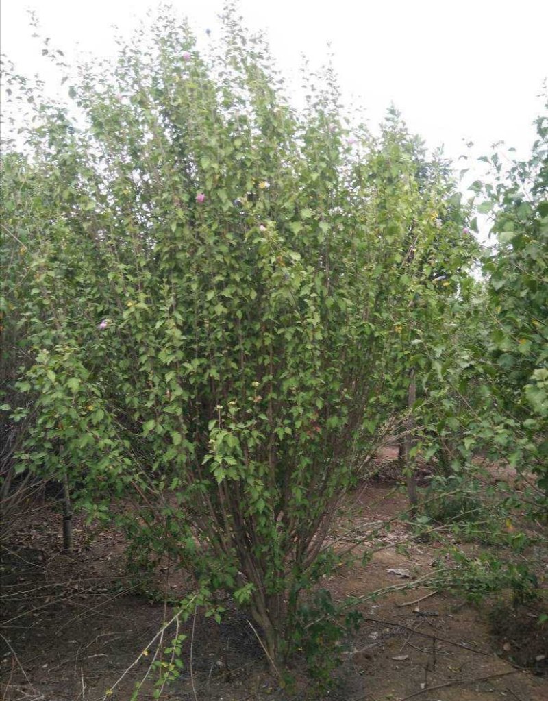 红花木槿树：根系发达质量有保证价格合理可以实地考察支持线