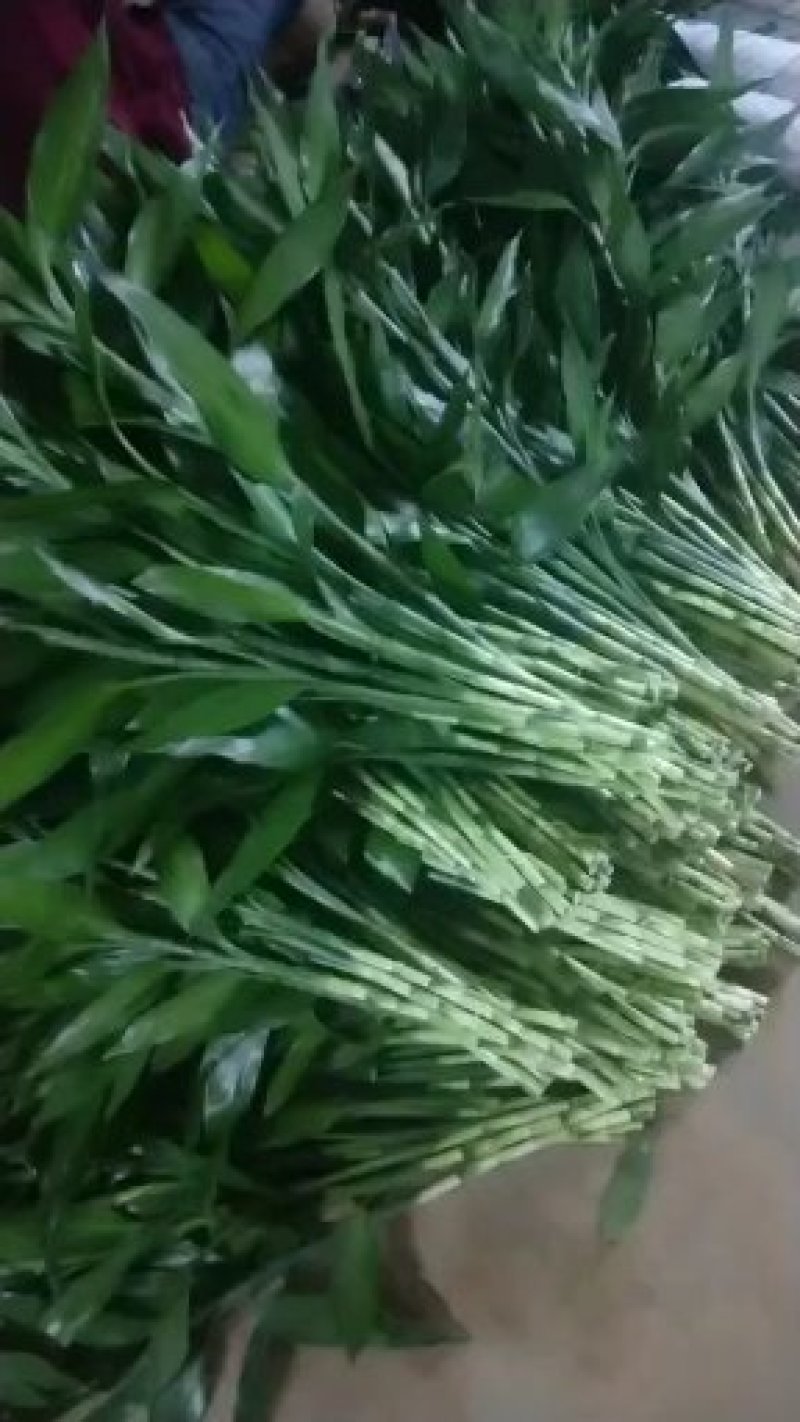 海口基地批发紫竹富贵竹，花瓶批发（泰博）