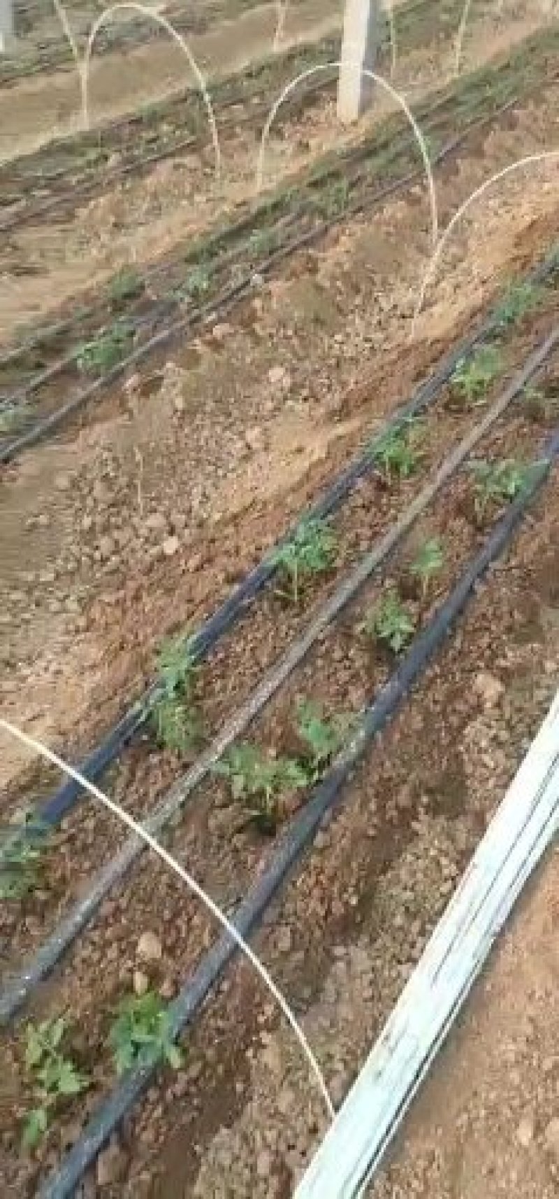 葡萄避雨棚支架小弓棚杆内棚骨架地膜弓条弹力钢架条