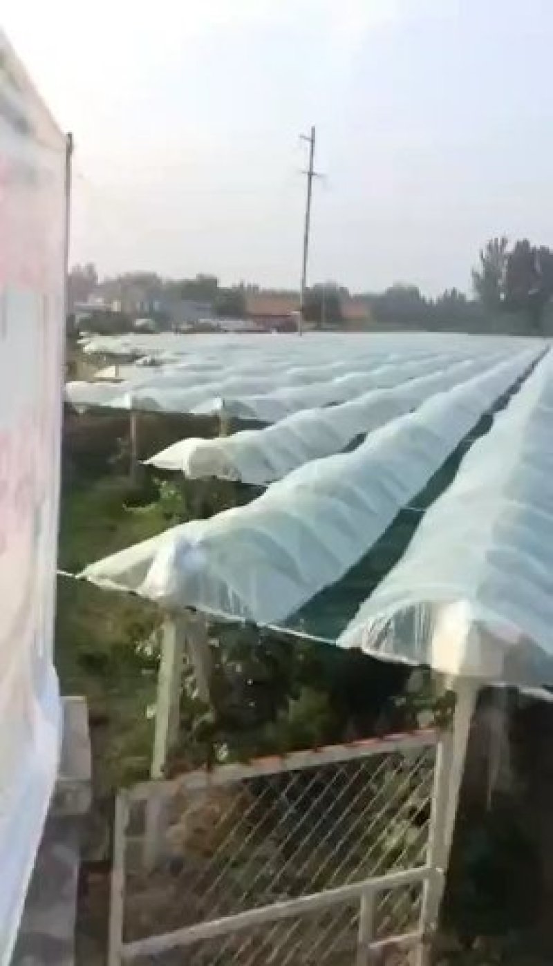 葡萄避雨棚支架小弓棚杆内棚骨架地膜弓条弹力钢架条