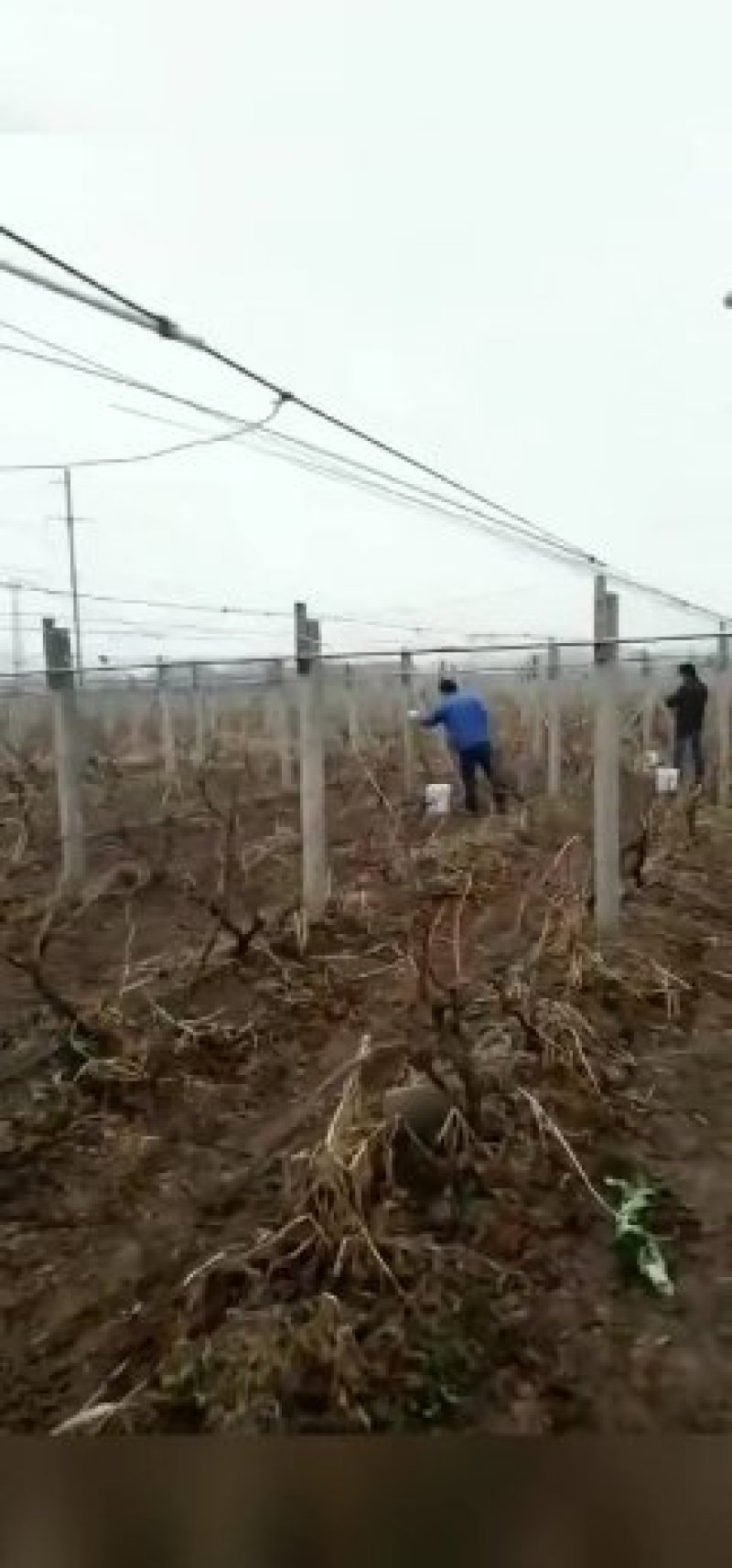 葡萄避雨棚支架小弓棚杆内棚骨架地膜弓条弹力钢架条