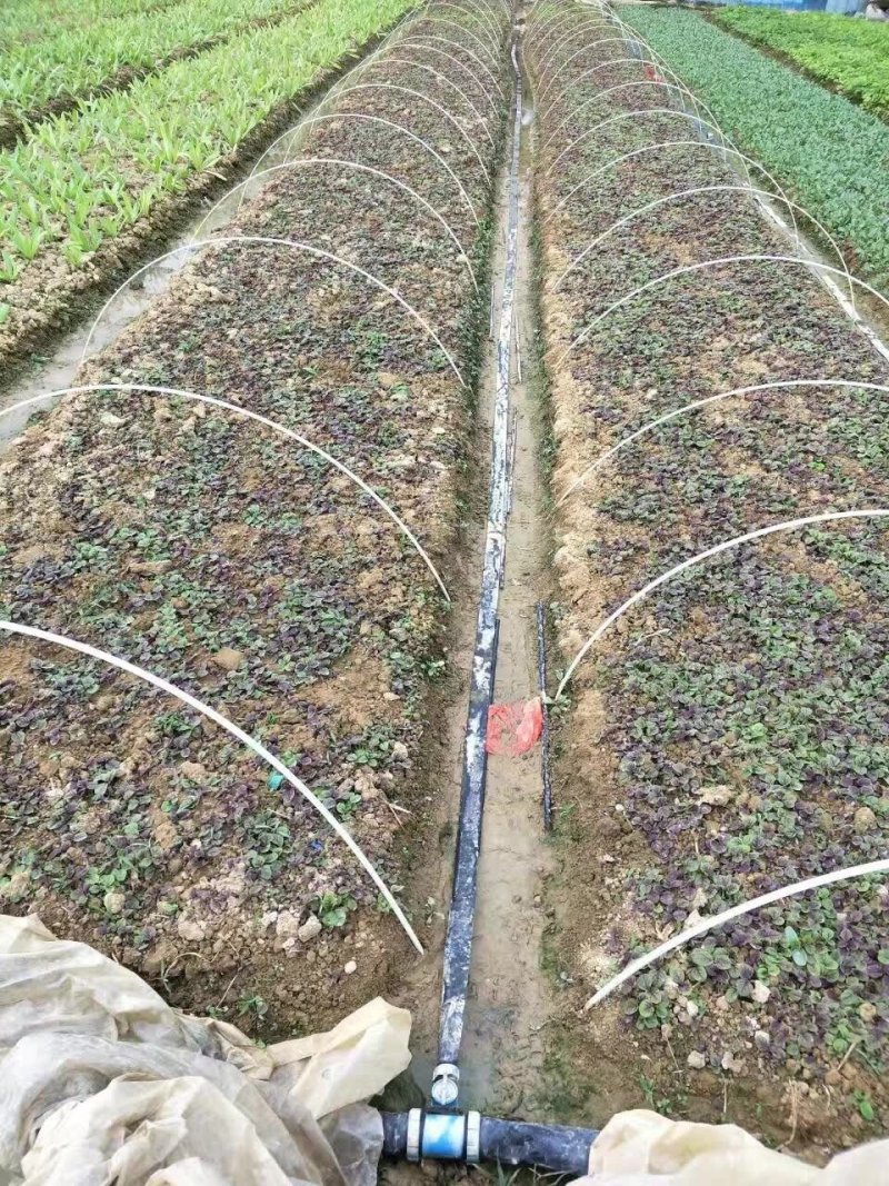 葡萄避雨棚支架小弓棚杆内棚骨架地膜弓条弹力钢架条