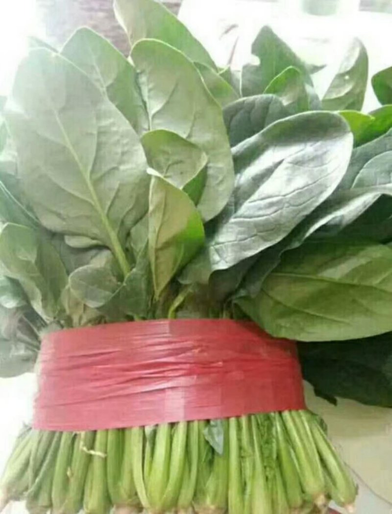 菠菜山东省菏泽市单县黑叶菠菜大量上市有箱装打捆