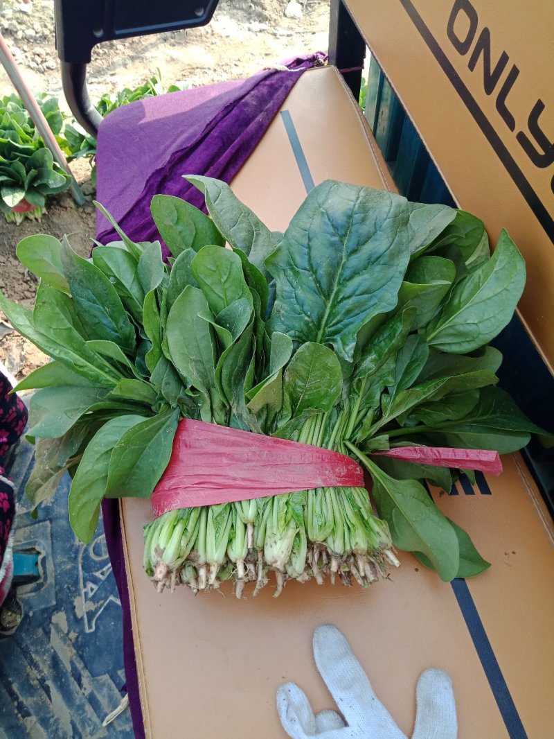 菠菜山东省菏泽市单县黑叶菠菜大量上市有箱装打捆