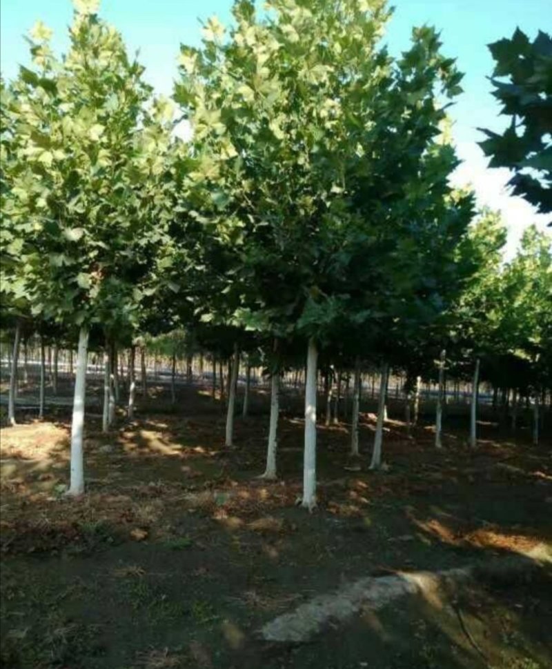 法桐：根系发达质量有保证价格合理可以实地考察支持线上