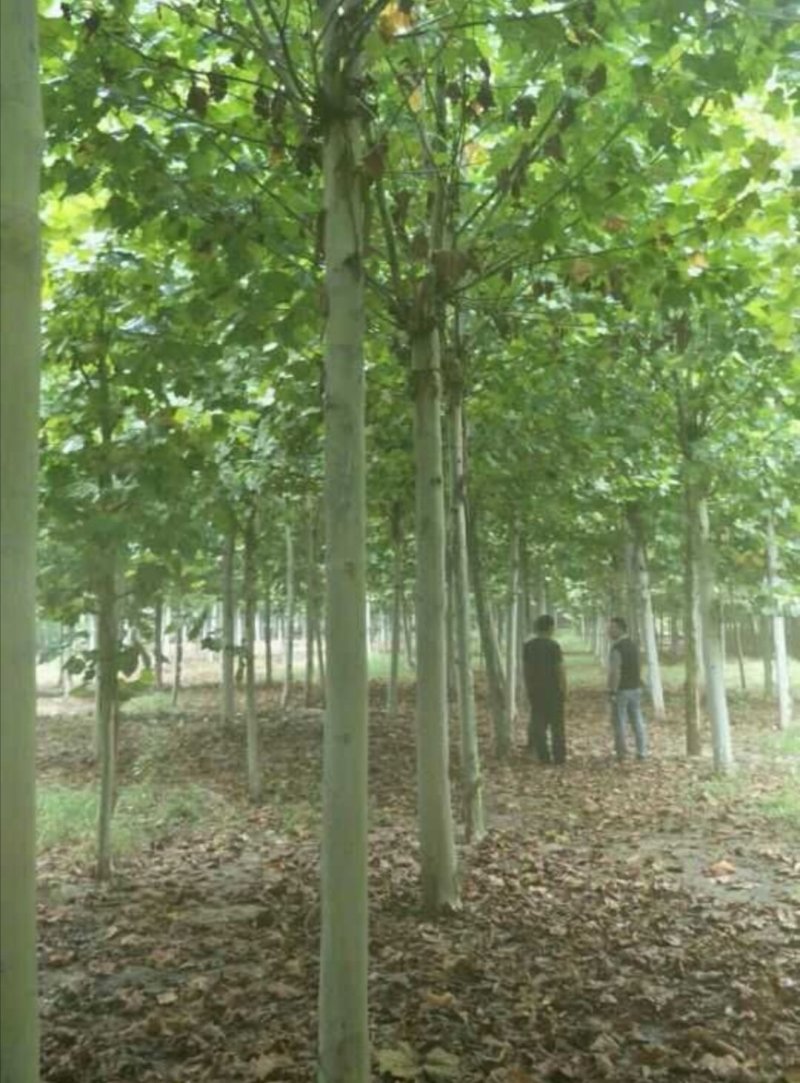 法桐：根系发达质量有保证价格合理可以实地考察支持线上