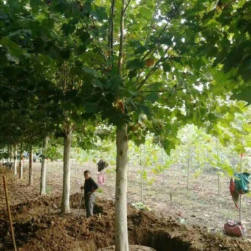 法桐：根系发达质量有保证价格合理可以实地考察支持线上