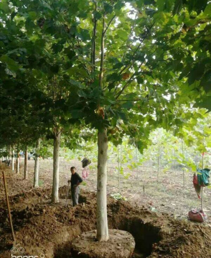 法桐：根系发达质量有保证价格合理可以实地考察支持线上