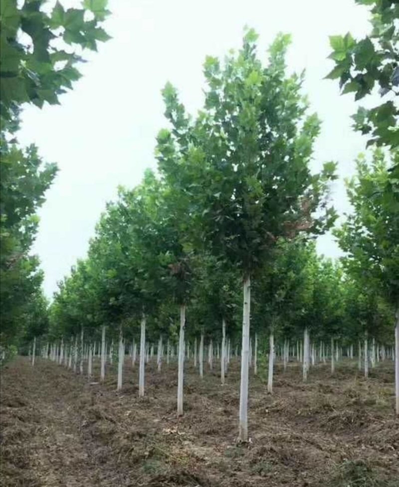 法桐：根系发达质量有保证价格合理可以实地考察支持线上