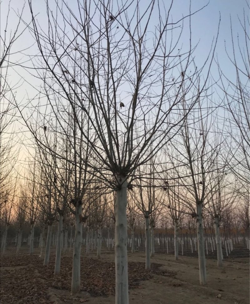 法桐：根系发达质量有保证价格合理可以实地考察支持线上