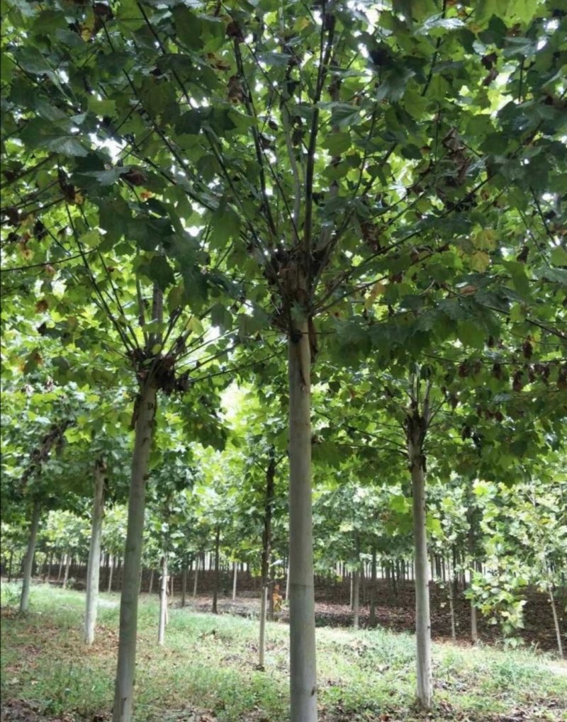 法桐：根系发达质量有保证价格合理可以实地考察支持线上