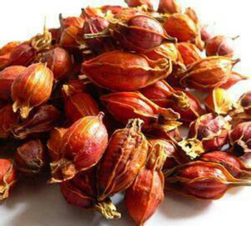 栀子，常年批发供应药食两用中药材栀子