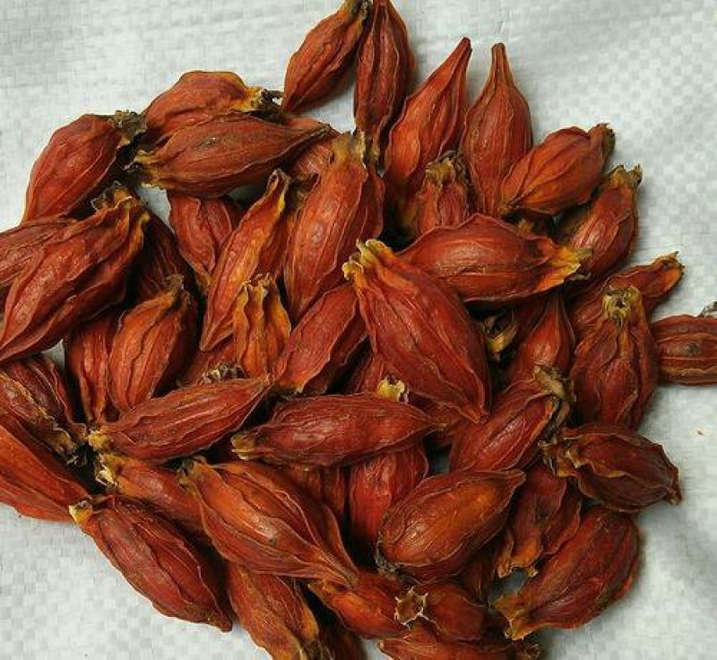 栀子，常年批发供应药食两用中药材栀子