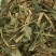 淡竹叶，常年批发供应药食两用中药材淡竹叶