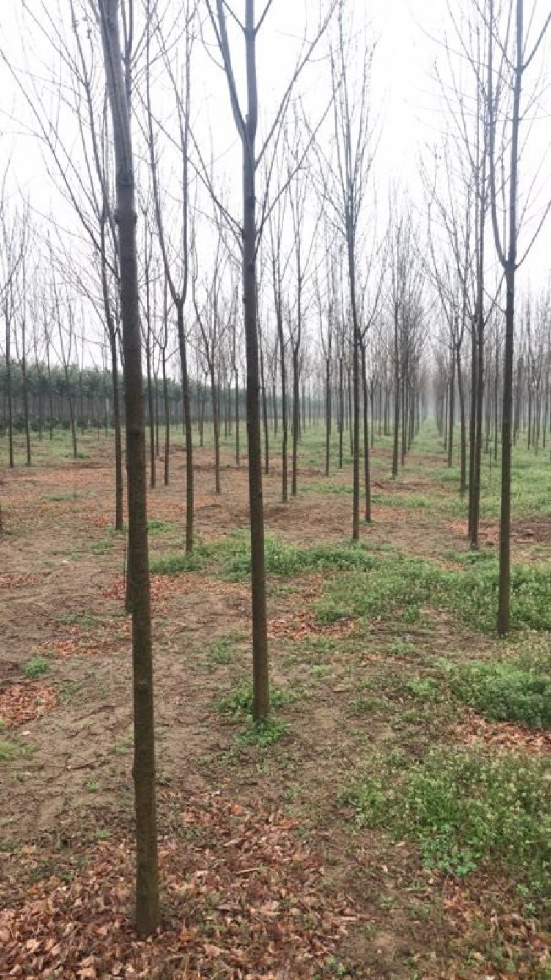 白蜡（2-15公分都有）随时看货。基地直发，量大。