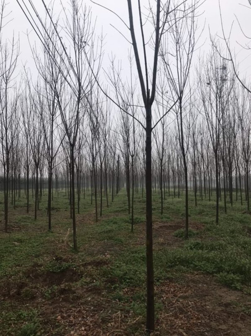 白蜡（2-15公分都有）随时看货。基地直发，量大。