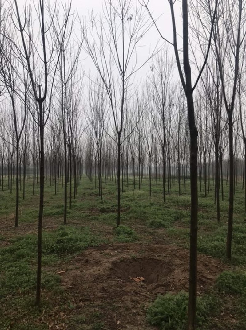 白蜡（2-15公分都有）随时看货。基地直发，量大。