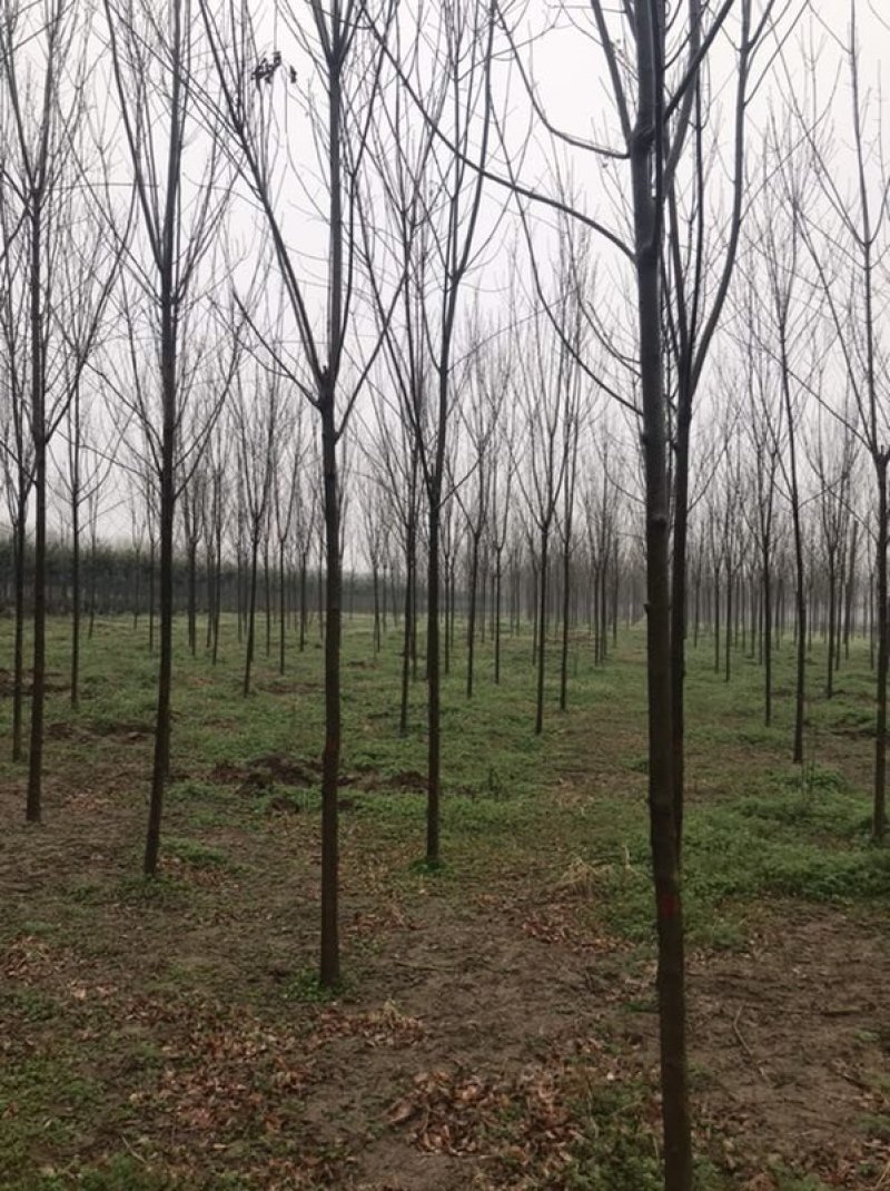 白蜡（2-15公分都有）随时看货。基地直发，量大。
